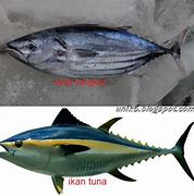 Apakah Ikan Tongkol Sama Dengan Ikan Tuna