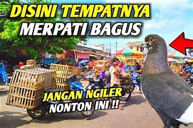 Pasar Burung Merpati Pekalongan